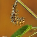 C-Falter (Polygonia c-album)